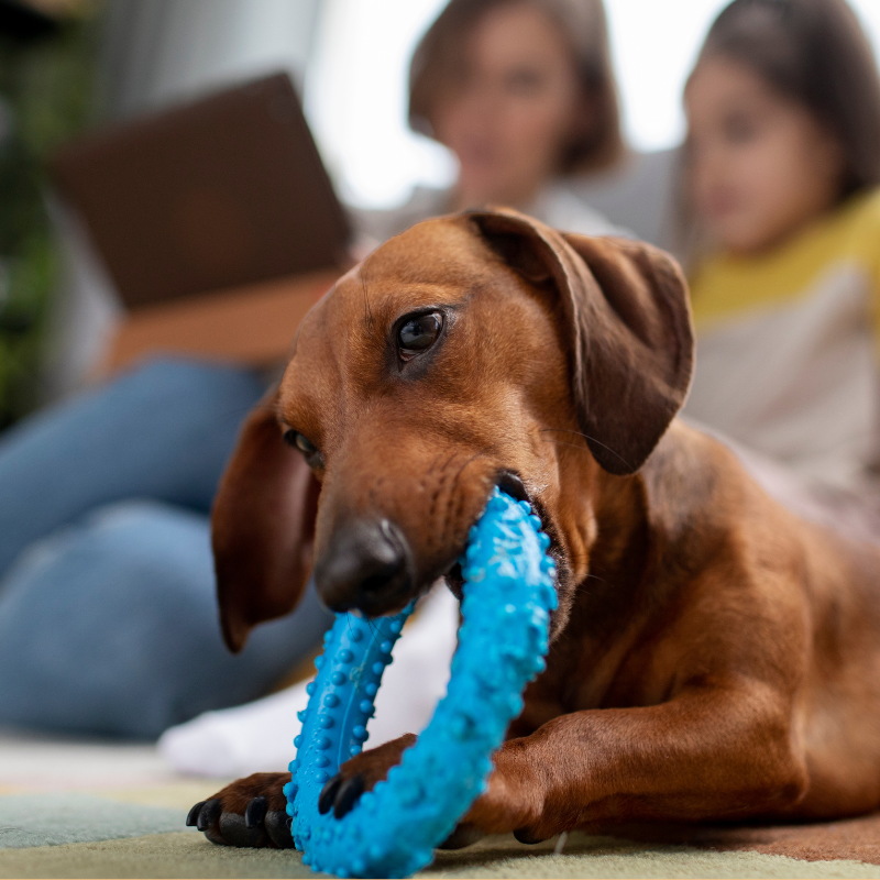 Engaging Your Pet’s Mind: The Benefits of Interactive Pet Toys