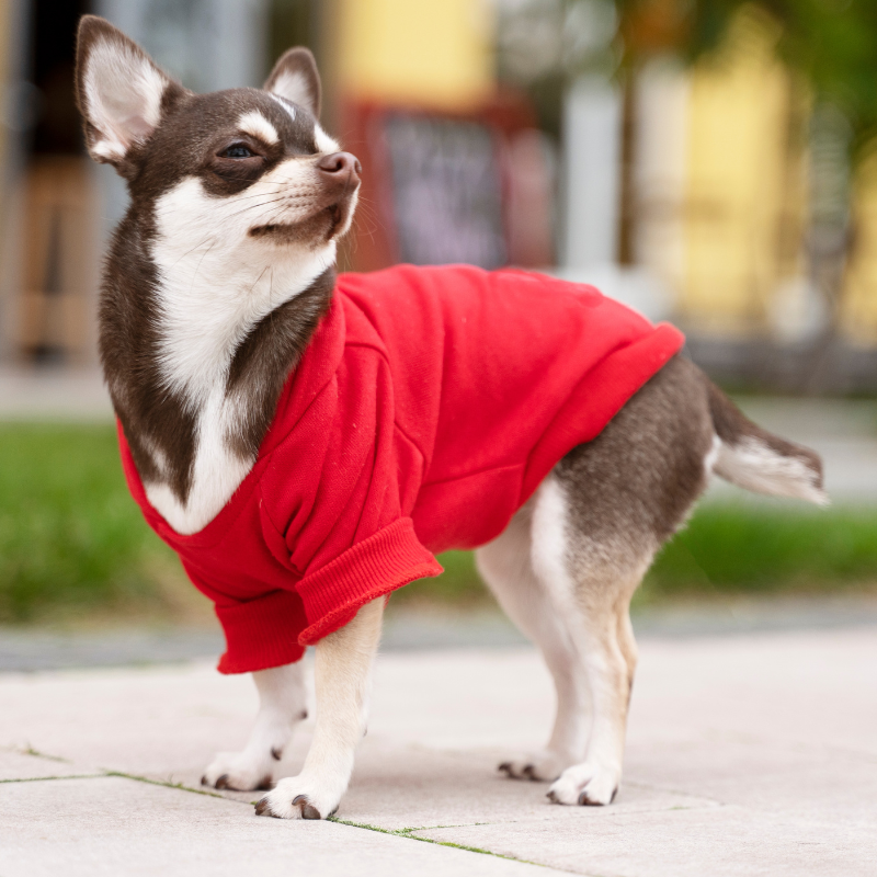 Stylish and Functional Pet Clothing: Keep Your Pet Cozy and Chic